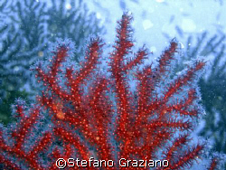  Corallium rubrum (Red coral)tipical mediterranean.  by Stefano Graziano 